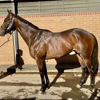 SHARES FOR SALE IN KNIPPENBERG , 2 YEAR OLD I AM INVINCIBLE COLT
