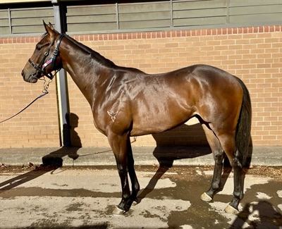 SHARES FOR SALE IN KNIPPENBERG , 2 YEAR OLD I AM INVINCIBLE COLT