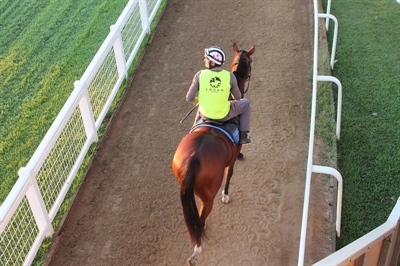 VOLKSTOK'N'BARREL READY FOR $650000 HARDY BROTHERS DOOMBEN CUP ON SATURDAY 21ST MAY