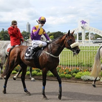 CITY OF AUCKLAND CUP QUINELLA GREAT WAY TO START OFF THE NEW YEAR FOR LOGAN RACING STABLES