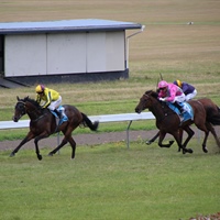 3 WINNING CHANCES FOR LOGAN RACING STABLES AT ELLERSLIE WEDNESDAY 8TH FEBRUARY