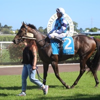 JAKE THE MUSS WINS AT AVONDALE AND WYNDSPELLE READY FOR THE DERBY
