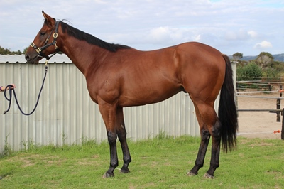 PURCHASE SHARES IN A COLT WITH STALLION POTENTIAL