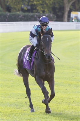 LOGAN RACING STABLES HAVE 3 STARTERS AT MATAMATA ON SATURDAY 24th FEBRUARY