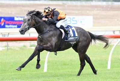 [NZ HEARLD& INFORMANT]  DERBY FILLY ALREADY A HIT