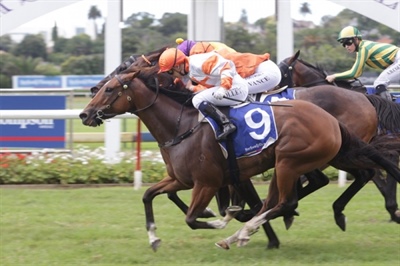 LOGAN RACING STABLES HAVE 3 STARTERS AT HAWKES BAY  ON SATURDAY 14 APRIL