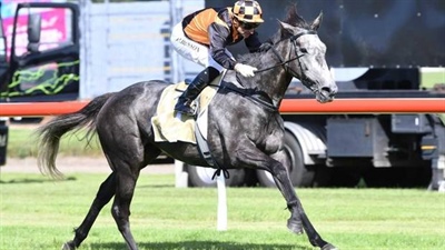 <b>DANZDANZDANCE</b> WILL START IN HERBIE DYKE STAKES ON SATURDAY